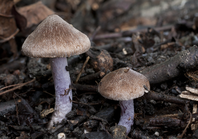 Inocybe griseolilacina